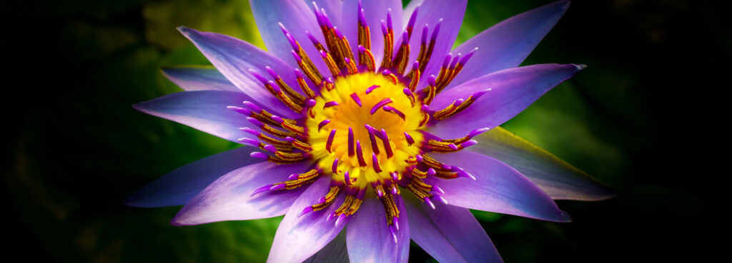 Lotusblüte als Symbol der Schöpferkraft